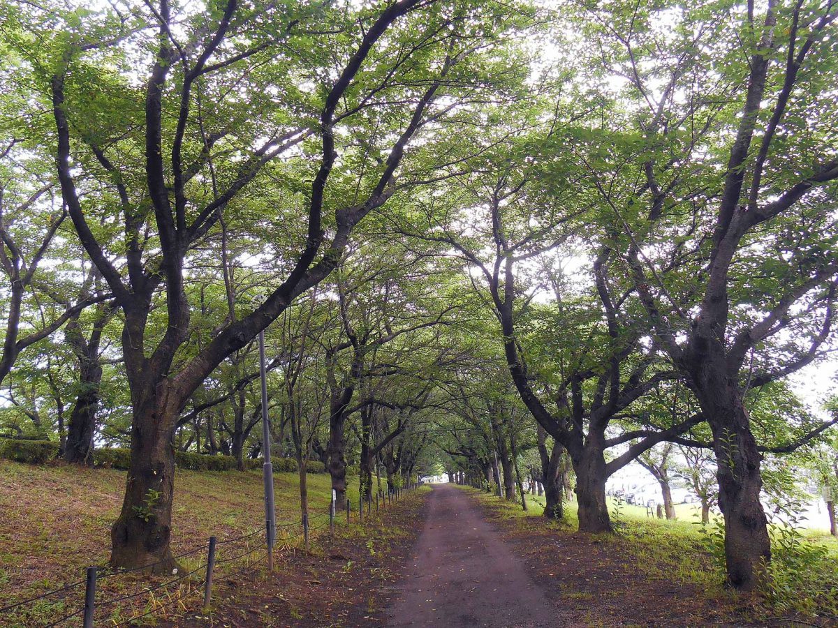 森林(林地・立木)評価の大改訂 森林〈林地・立木〉評価の大改訂 / 小倉 康彦/小倉 康秀【共著